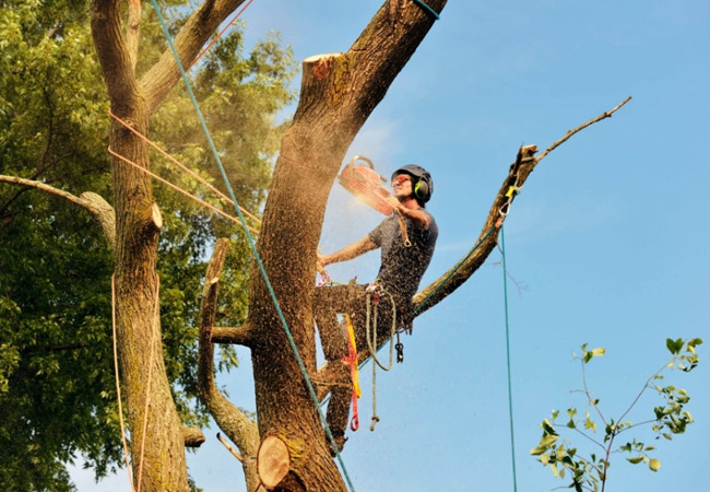 LEPRETRE JEAN CHARLES Copeaux De Bois Un Elagueur 218